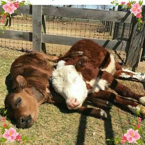 Meet your Posher, Loretta